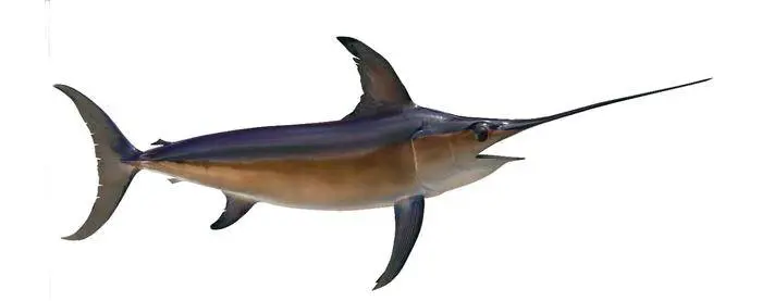 Nel pesce c'è il mercurio. Più di 50 prodotti ritirati dal mercato in Ue
