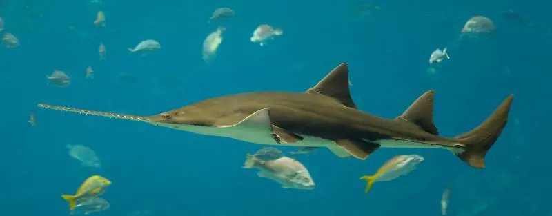 Niente sesso per il pesce sega