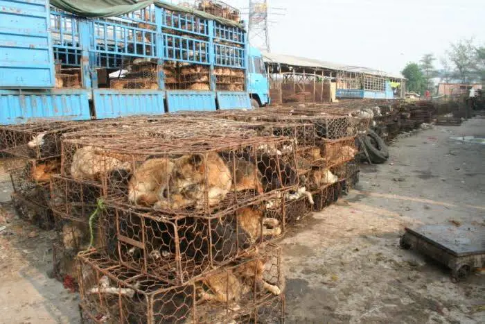 Cani in gabbia, tradizione barbara