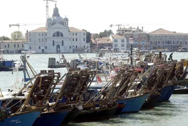 Vongole illegali per un millimetro. I pescatori: "Così l'Ue ci uccide"