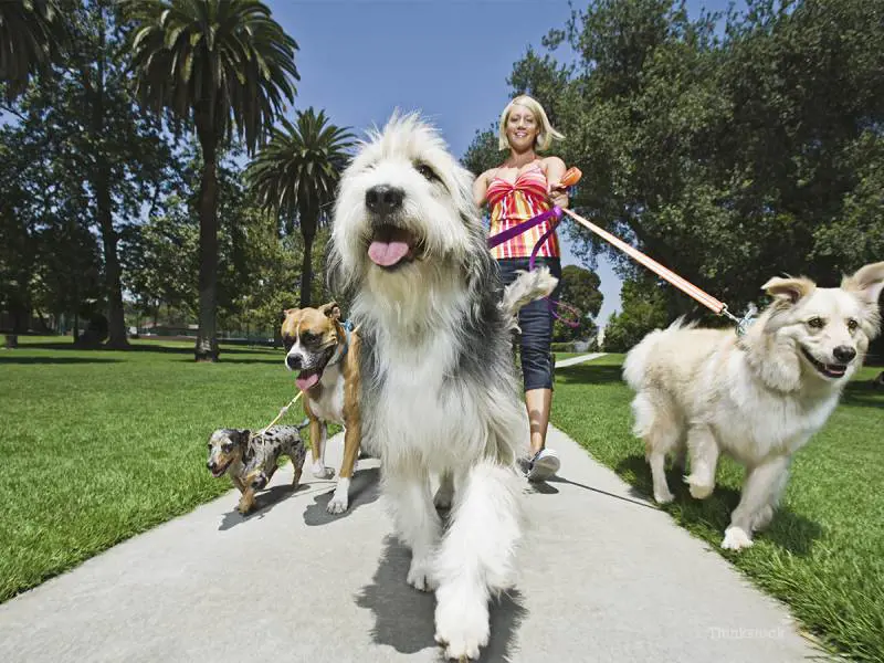 Qual è il miglior pet sitter? Una app aiuta i padroni di animali domestici