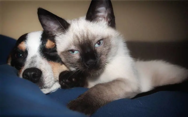 Dopo aver sposato il suo gatto, donna sogna di sposare il cane