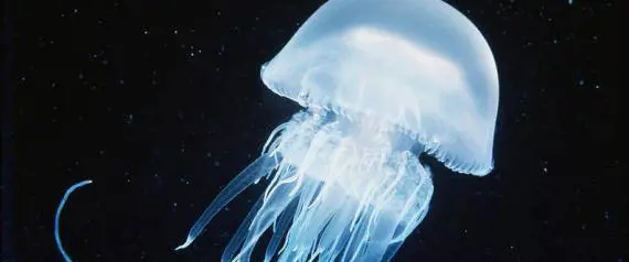 Maximedusa: dal Canale di Suez la nuova specie che può arrivare anche a 50 chili