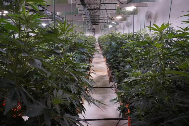 L'Ohio apre alla marijuana