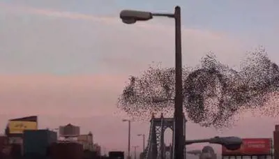 Ny, stormo di uccelli disegna volto Putin