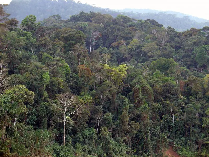 Giappone, genitori abbandonano il figlio nella foresta per punizione