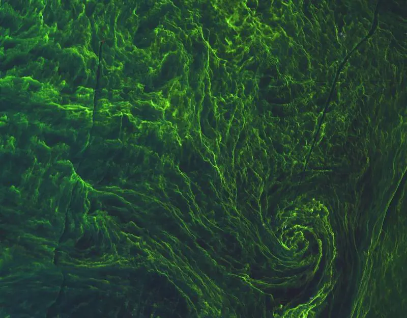 Il Mar Baltico colpito da una tempesta di alghe 