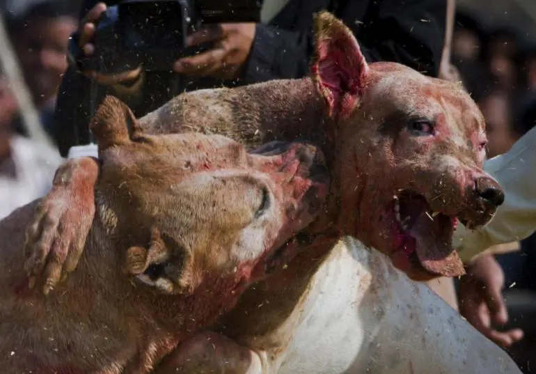 I combattimenti tra cani sono un business da tre miliardi di euro