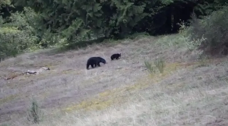 Canada, il mistero dell'orso blu