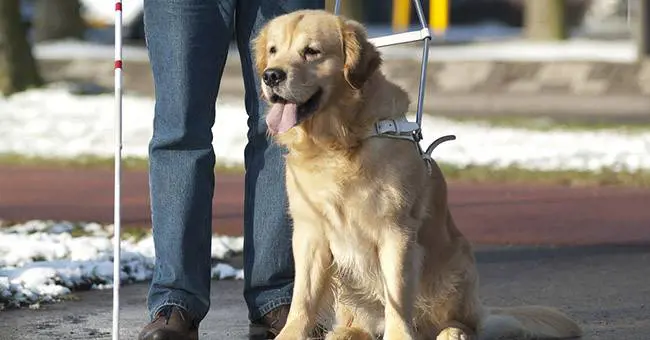 Torino, cieco alla Asl con il cane guida. Il medico: "La bestia non entra"
