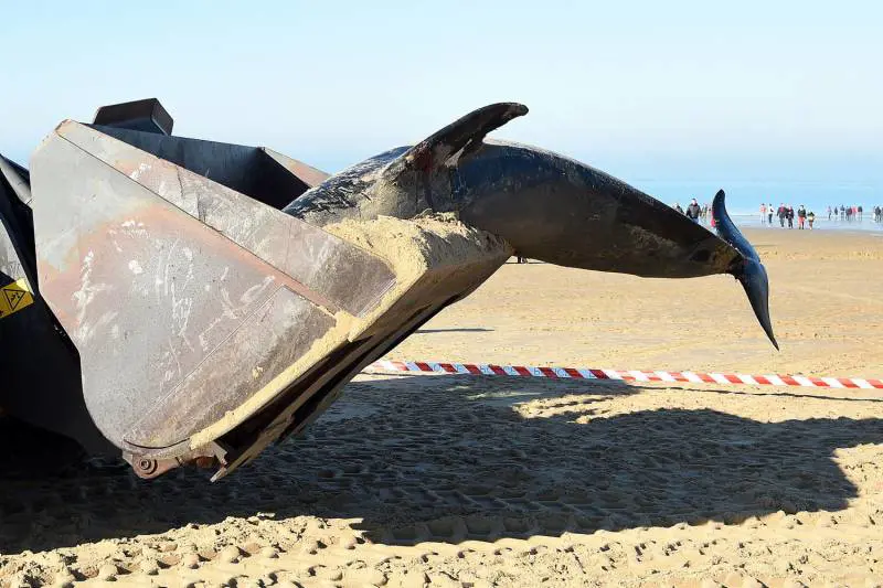 Il mistero delle balene arenate. Fedeli al capo fino alla morte