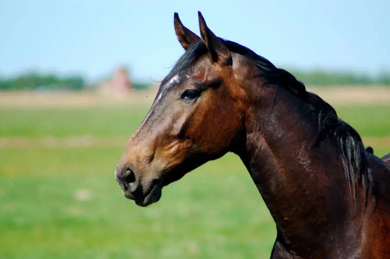 Lui la tradisce e lei si vendica inviandogli un pacco pieno di escrementi di cavallo