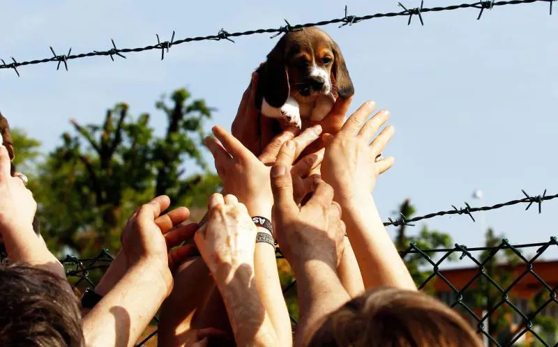 Green Hill, condannati 12 animalisti: pene da 8 a 10 mesi