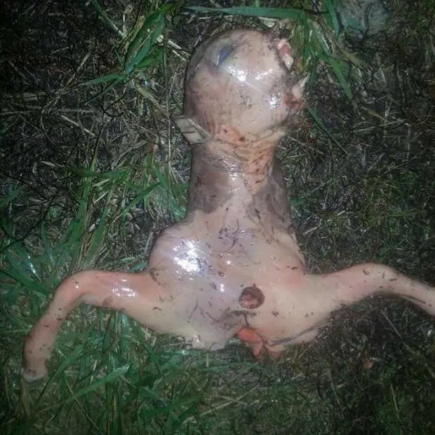 "Ho trovato un alieno in giardino"