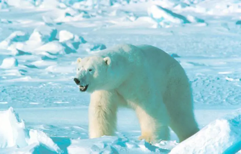 L'Onu lancia l'allarme: "Un ottavo delle specie mondiali si estinguerà"