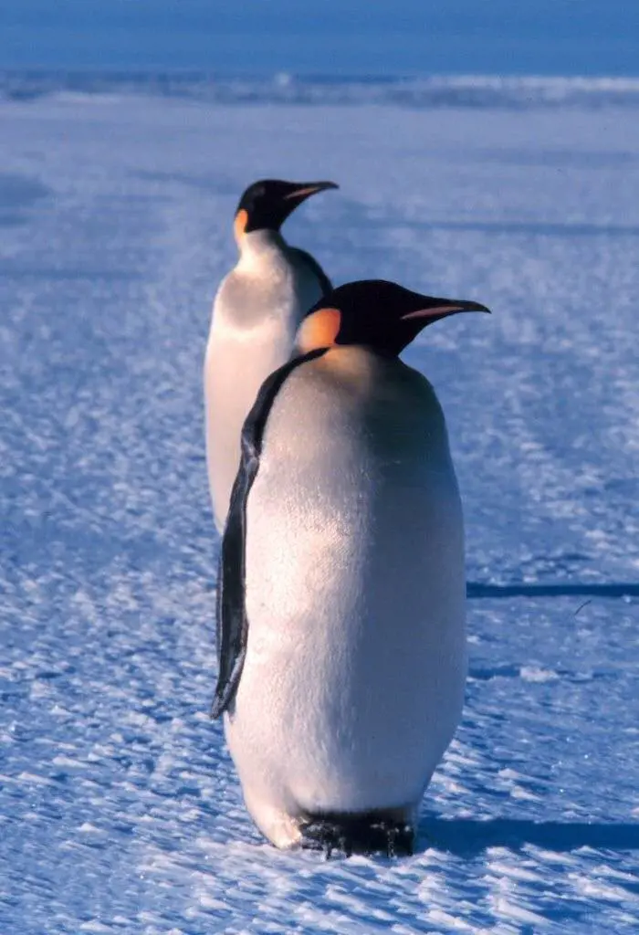 Immagine gallery