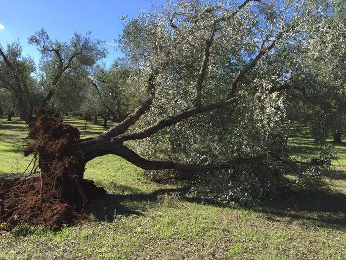 Xylella, ulivi sotto sequestro e indagini su 10 persone