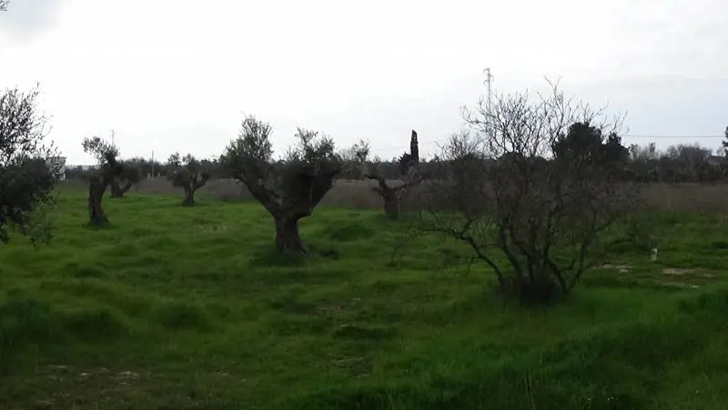 Xylella, Nature bacchetta l'Italia per il batterio che minaccia l'Ue