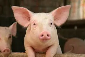 Una città danese obbliga le mense pubbliche a servire carne di maiale