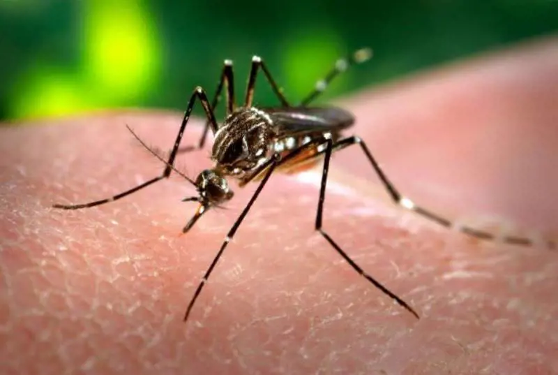 Il virus Zika può colpire anche cervello adulto