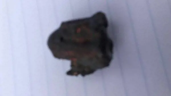 "Rimasto ucciso da un meteorite". L'assurdo caso senza precedenti