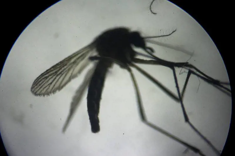 Angola, epidemia di febbre gialla, 225 morti