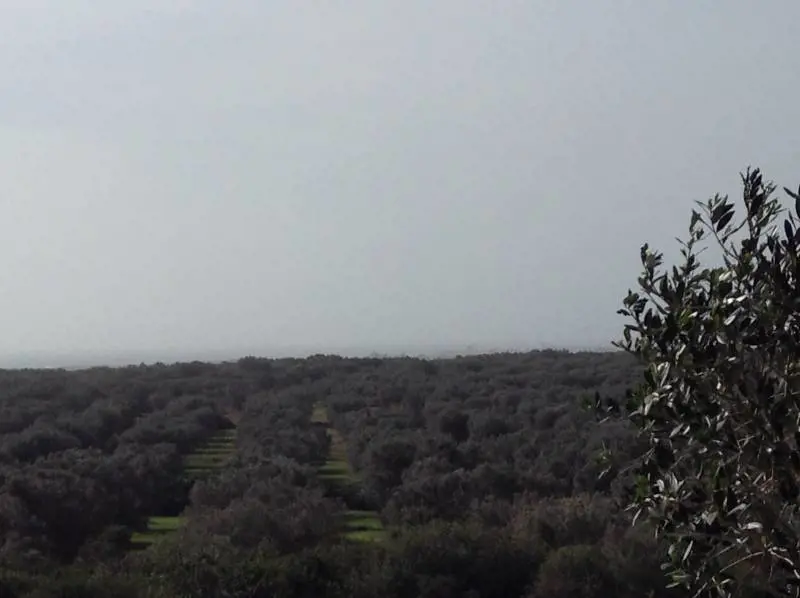 Olio tunisino spacciato per italiano: "La politica non ci protegge"