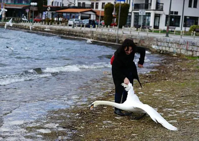 Vuole una foto con il cigno, ma lo afferra troppo forte e lo ammazza