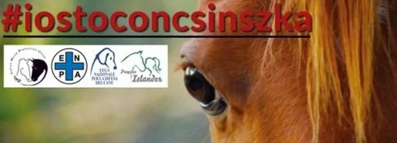 Tutti uniti per salvare Csinszka