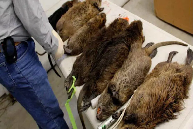 Allarme a Londra: "Invasi da topi giganti"