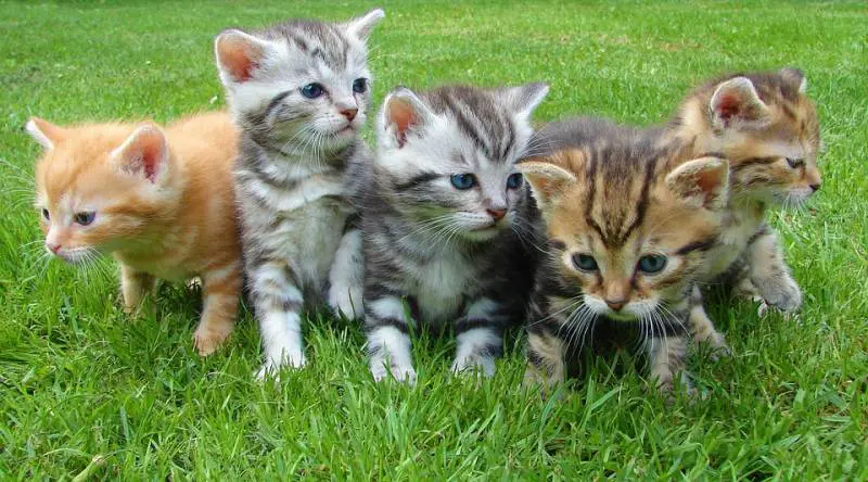 Gattini imbrattati con vernice indelebile