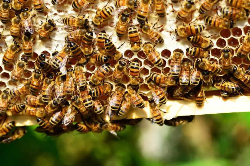 Pagati per essere punti da api sul pene: le strane ricerche della scienza