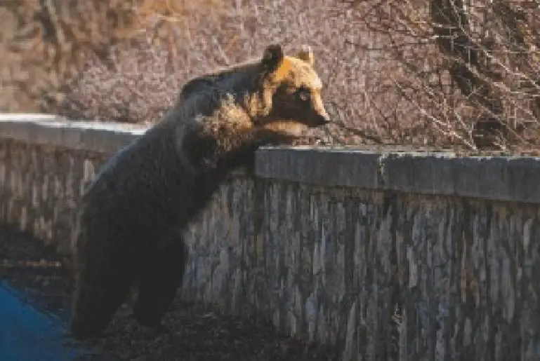 La bella foto scattata da Giampiero Cutolo sul ponte della Camosciara