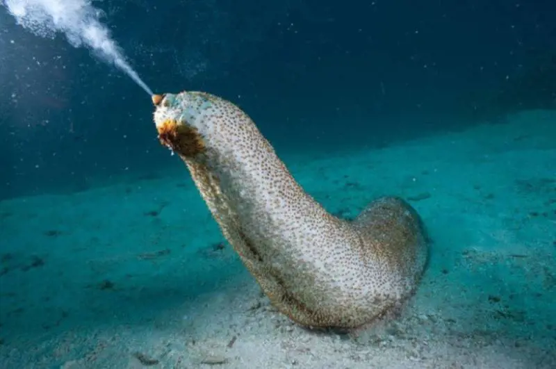 Così la Cina ci ruba pure i molluschi