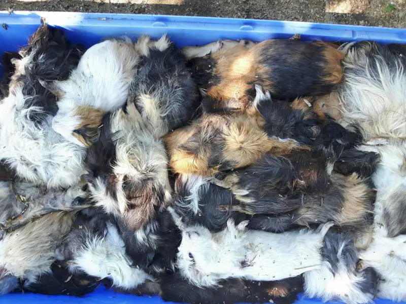Spinea, strage allo zoo: animali uccisi a decine