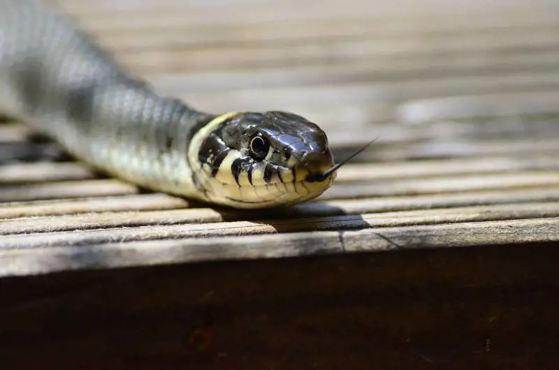 Dopo i cinghiali a Roma è allarme serpenti