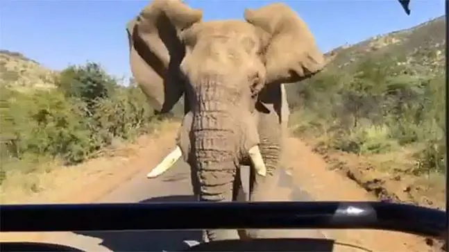 India, 50enne vuole farsi un selfie: schiacciato dall'elefante