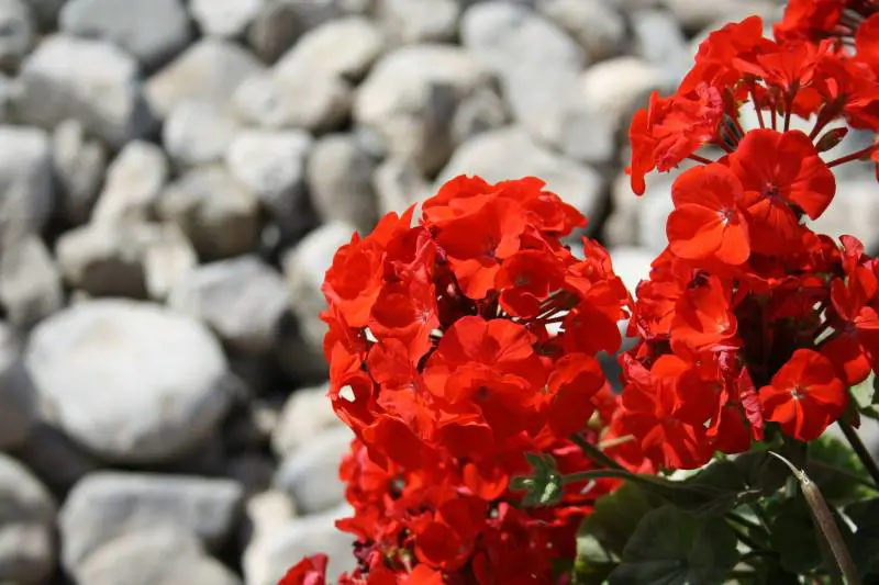 Zanzare: i rimedi naturali per difendersi dalle punture