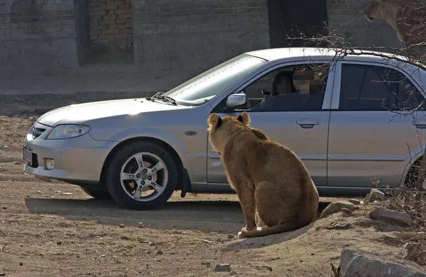 Cina, aggredita e uccisa dalle tigri nel parco naturale: "Era uscita dall'auto per aiutare la figlia"