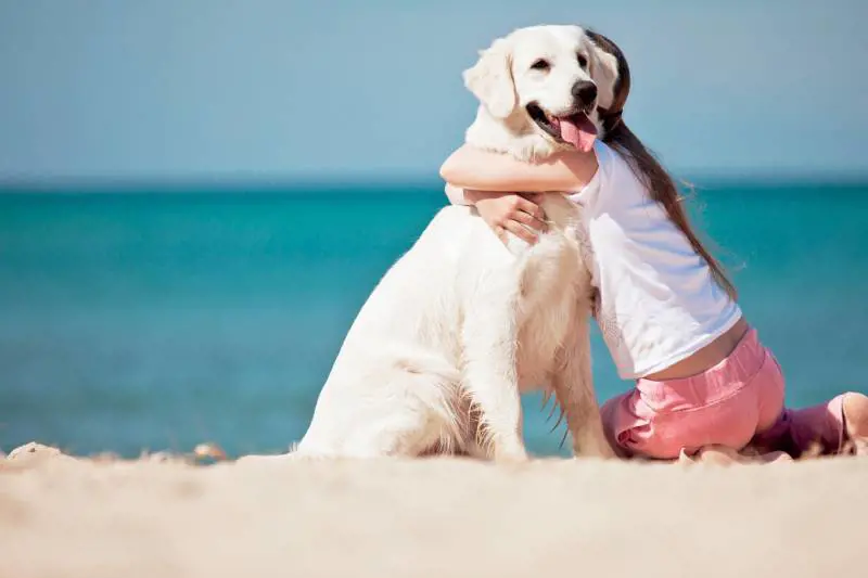 In Basilicata il mare vietato ai cani