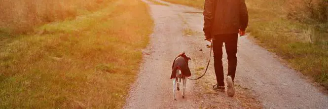 Lasciare Fido solo in giardino adesso è un atto di crudeltà