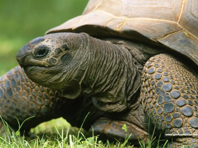 Da 5 minuti a 11mila anni: ogni animale ha la sua vita