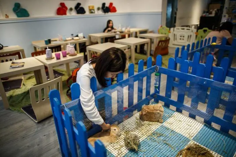 Rabbitland Café, a Hong Kong il primo ristorante con conigli da compagnia