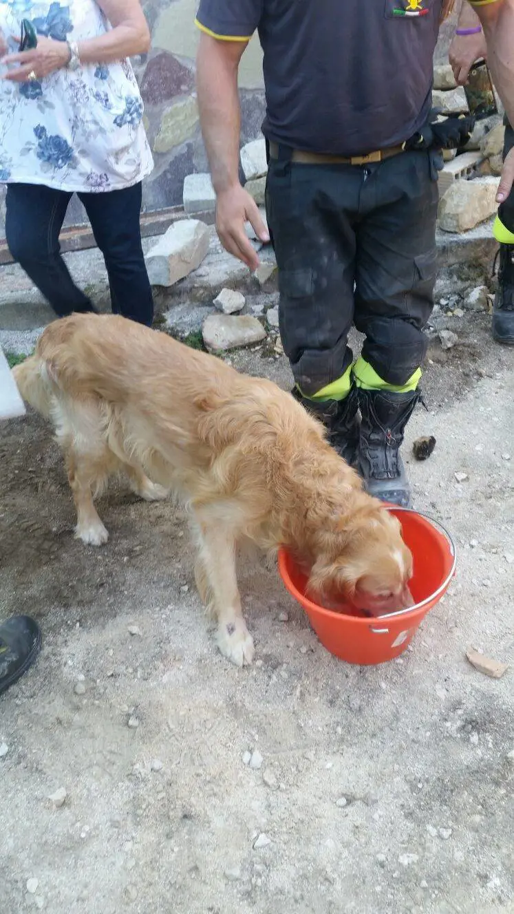 Dalle macerie risorto dopo 9 giorni il cane Romeo