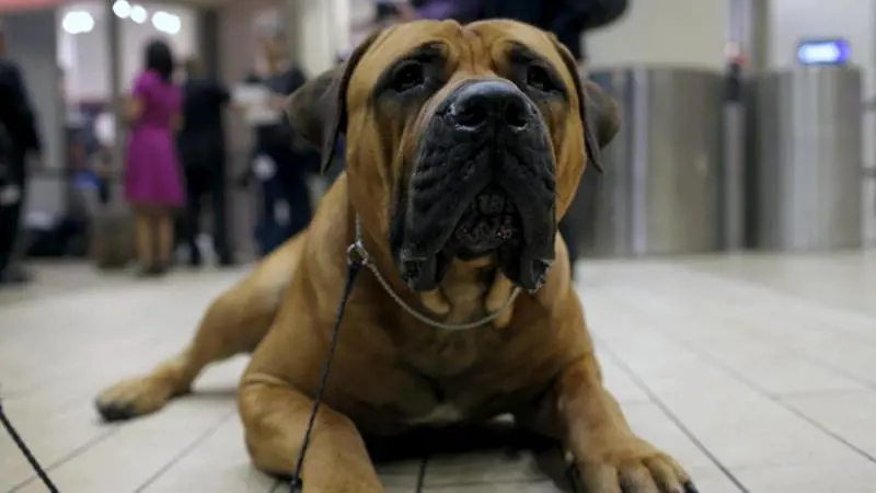 Biella, scoperto giro di "orge con cani e cavalli"