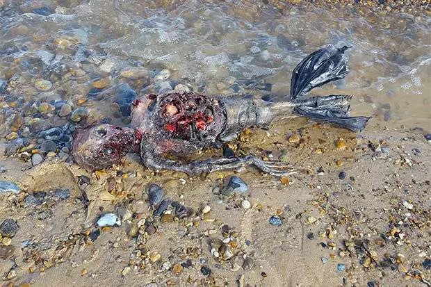 Pescatore trova sulla spiaggia una creatura misteriosa: "È una sirena"