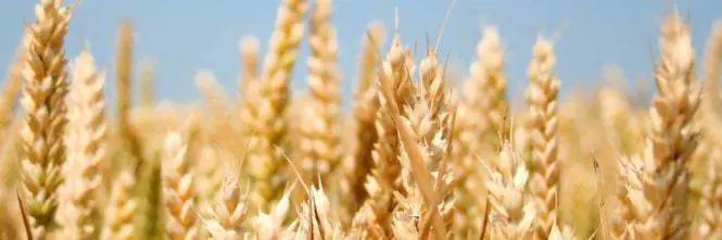 Celiaci "per moda": 6 milioni di italiani usano prodotti no-glutine senza averne bisogno