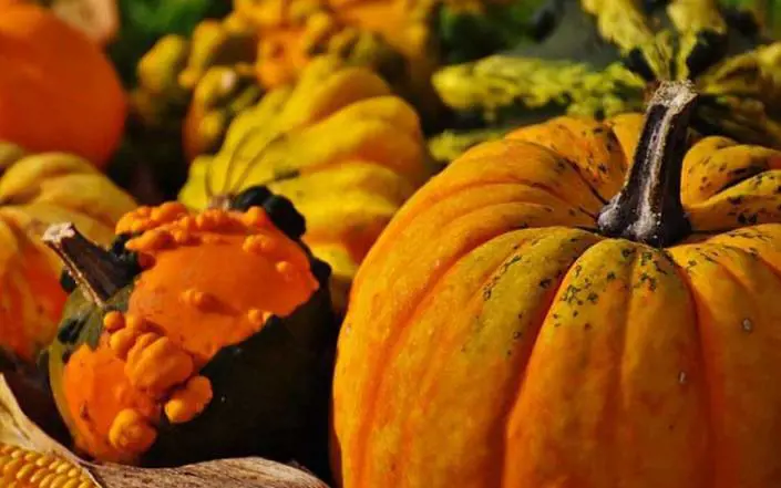 Conserva di zucca fatta in casa al botulino: giovane in fin di vita
