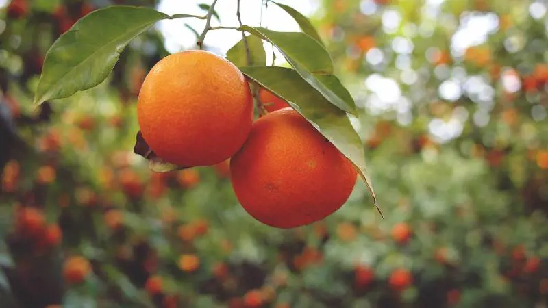 Arancia: così aiuta a preservare la bellezza