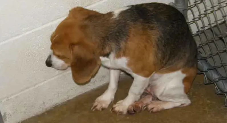 "Non so più che farmene di questi cani": cacciatore fa uccidere i suoi setter